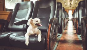 I problemi per un animale domestico in treno, come evitarli