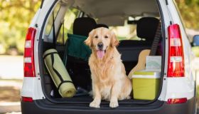 Tutti i modi per trasportare il tuo cane o gatto in auto in sicurezza