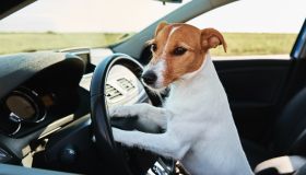 Autovelox multa un cane alla guida: è successo in Slovacchia