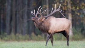 Alce invade officina e si scatena, 3 auto distrutte