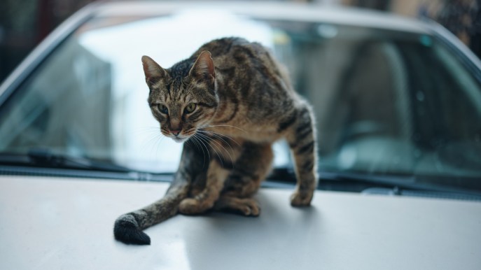 Stash dei The Kolors derubato con la truffa del gatto: come funziona