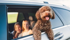 Telo per cane in auto: a cosa serve e come sceglierlo
