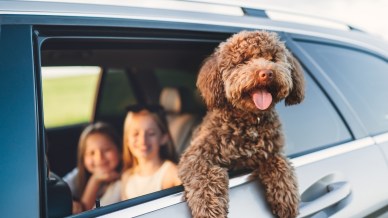 Viaggi con il tuo cane? L'accessorio che non può mancare mai